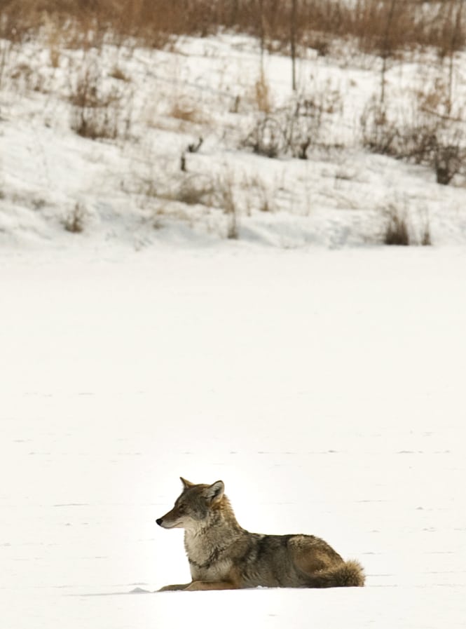 Coyote on Pickerel Lake© Tony Ernst/gamelaner on Flickr